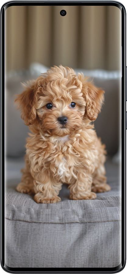 Силиконовый чехол Mini-maltipoo для Xiaomi Redmi Note 15 4G - 6158u-4215 изображение 