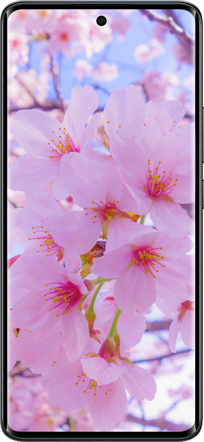 Силиконовый чехол Сакура для Xiaomi Redmi Note 15 5G - 6029u-4155 изображение 