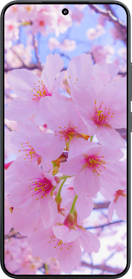 TPU чехол Сакура для Xiaomi Xiaomi 15 - 6029b-3880 изображение 