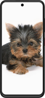 Силиконовый чехол Щенок йоркширского терьера для ZTE Nubia V70 Design - 931u-4084 изображение 