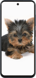 Силиконовый чехол Щенок йоркширского терьера для ZTE Nubia V70 - 931u-4083 изображение 