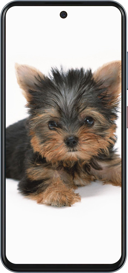 Силиконовый чехол Щенок йоркширского терьера для ZTE Nubia V70 - 931u-4083 изображение 